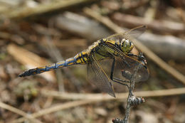 Image of Black-tailed Skimmer