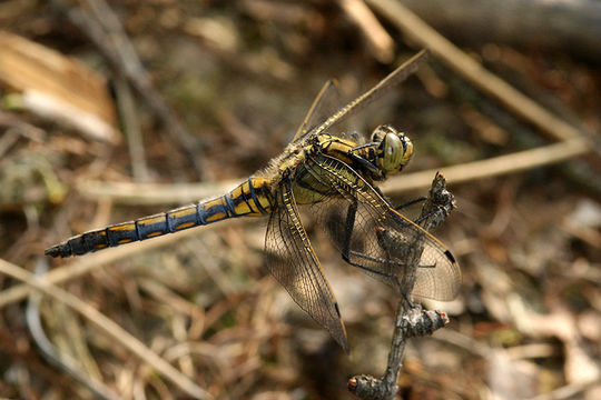 Image of Black-tailed Skimmer