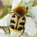 Image of <i>Trichius zonatus</i>