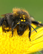 Image of Bombus campestris (Panzer 1801)