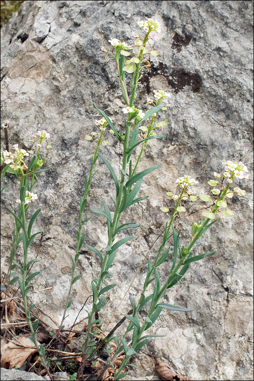 Image of Burnt Candytuft