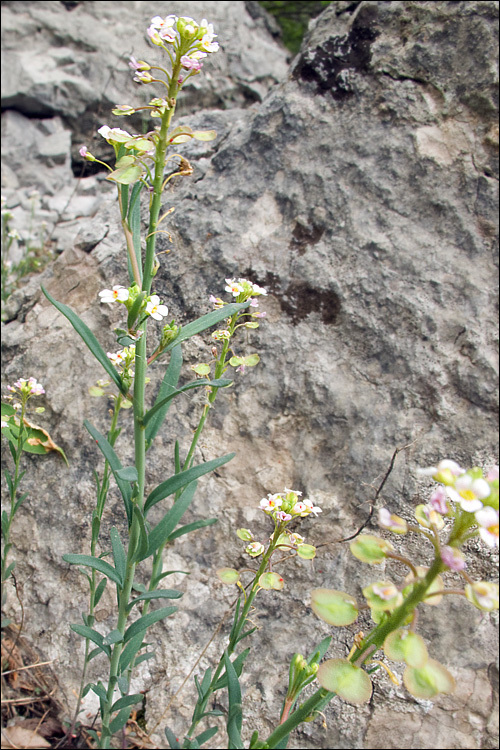 Image of Burnt Candytuft