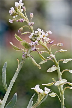 Image de Aethionema saxatile (L.) W. T. Aiton