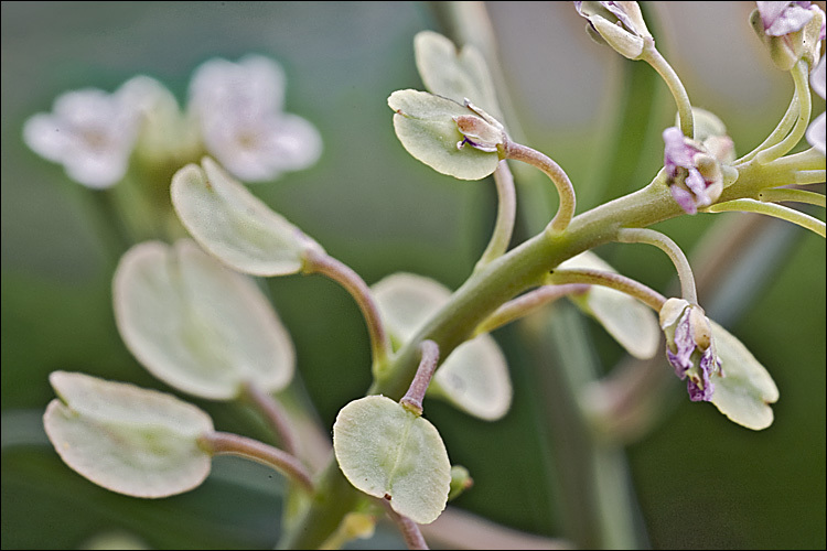 Image of Burnt Candytuft