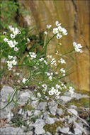 Image of Kernera saxatilis (L.) Sweet