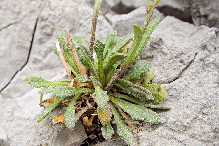 Image de Kernera saxatilis (L.) Sweet