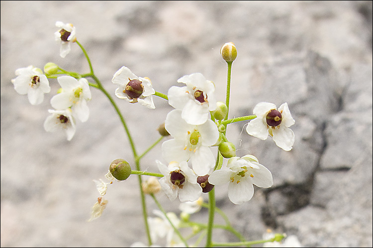 Image de Kernera saxatilis (L.) Sweet