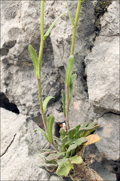 Image of Kernera saxatilis (L.) Sweet