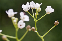 Image de Kernera saxatilis (L.) Sweet