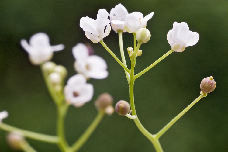 Image of Kernera saxatilis (L.) Sweet