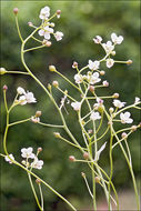 Image de Kernera saxatilis (L.) Sweet