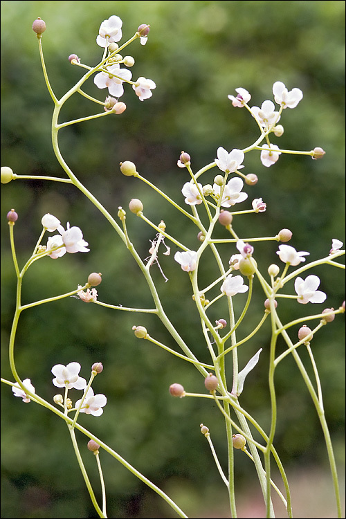 Image of Kernera saxatilis (L.) Sweet