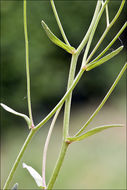 Image de Kernera saxatilis (L.) Sweet