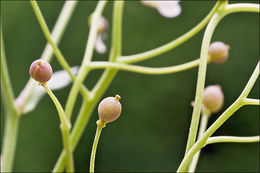 Image de Kernera saxatilis (L.) Sweet