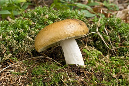 Image of Russula mustelina Fr. 1838