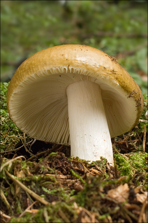 Image of Russula mustelina Fr. 1838