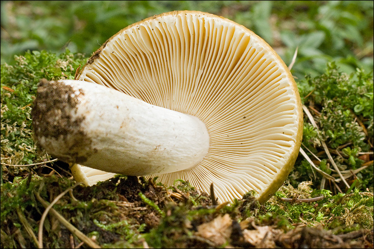 Image of Russula mustelina Fr. 1838