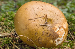 Image of Russula mustelina Fr. 1838