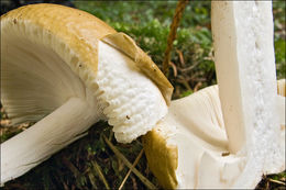 Image of Russula mustelina Fr. 1838