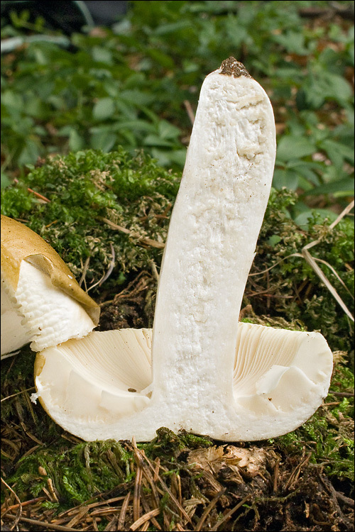 Image of Russula mustelina Fr. 1838