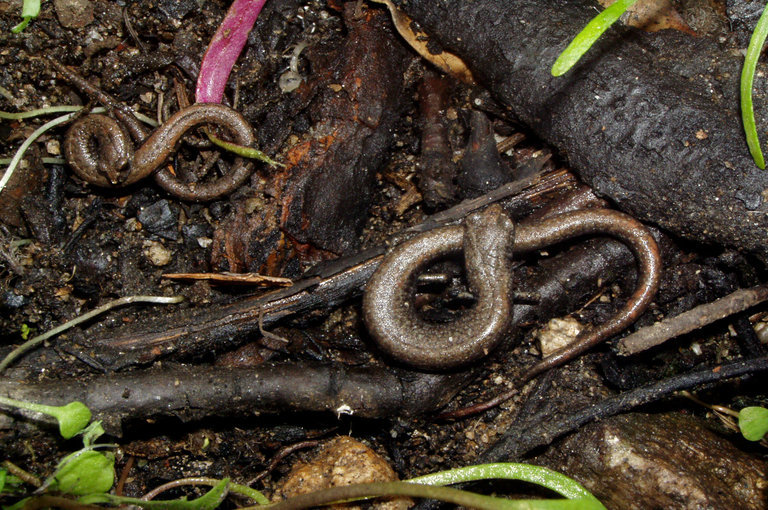 Image of San Gabriel Slender Salamander