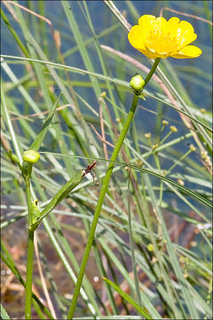 Image of Greater Spearwort