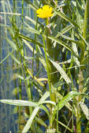 Image of Greater Spearwort