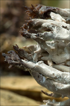 Image of <i>Clavulina cristata</i>