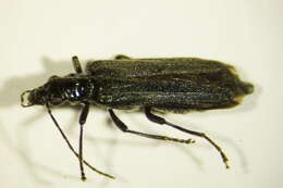 Image of Oedemerinae