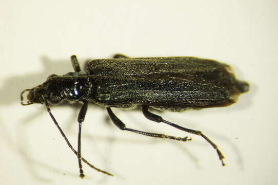 Image of Oedemerini