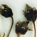 Image of stoutstem threadplant