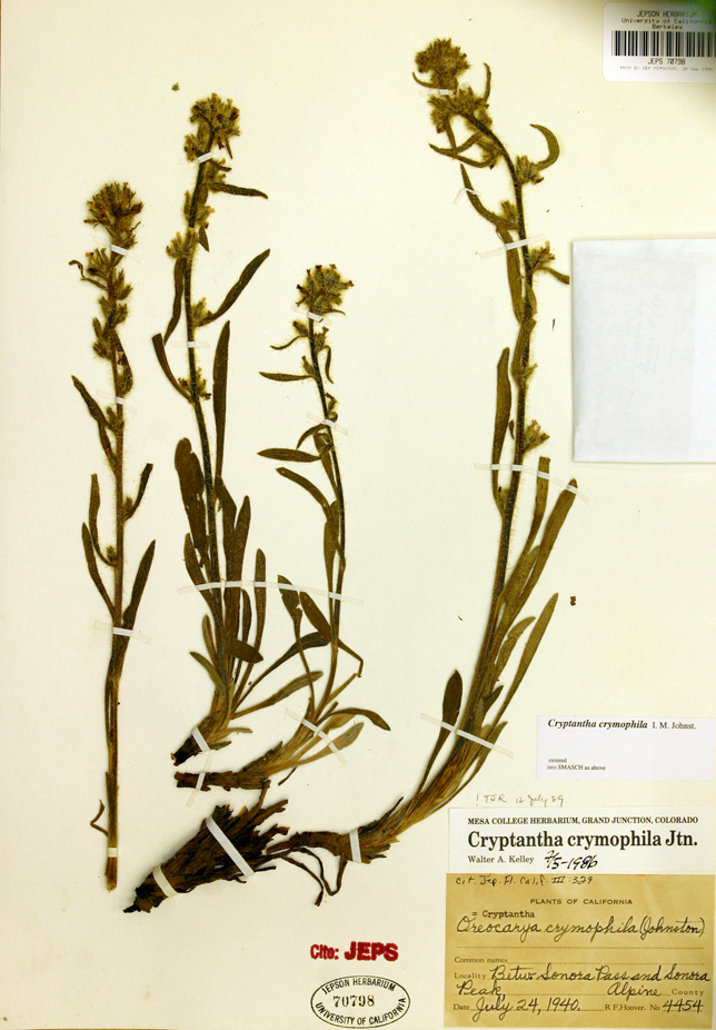 صورة <i>Cryptantha crymophila</i>