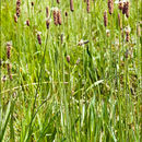 Image of Plantago altissima L.