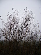 Image of <i>Cephalanthus occidentalis</i> var. <i>californicus</i>