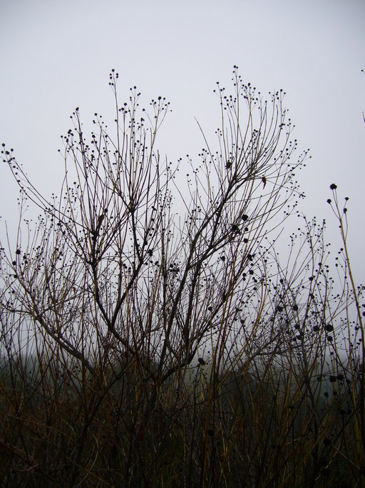 صورة <i>Cephalanthus occidentalis</i> var. <i>californicus</i>