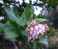 Image of Santa Cruz manzanita