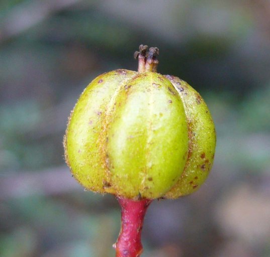 Image of red shrubby-spurge