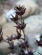 Imagem de Dudleya caespitosa (Haw.) Britton & Rose