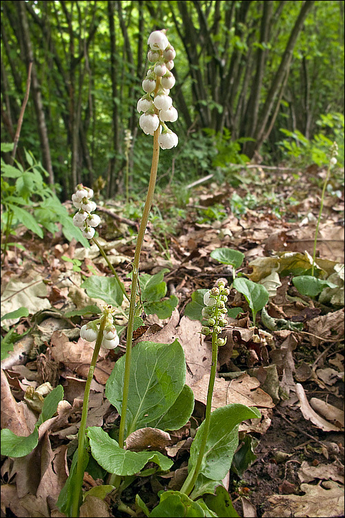 Image of common wintergreen