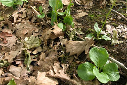 Image of common wintergreen