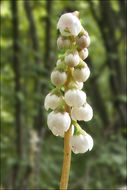 Image of common wintergreen