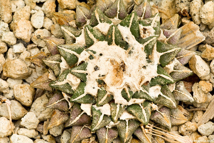 Ariocarpus kotschoubeyanus (Lem.) K. Schum. resmi