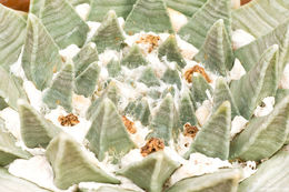 Image of Ariocarpus retusus Scheidw.