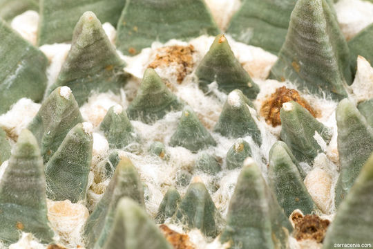 Ariocarpus retusus Scheidw. resmi