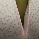 Image of <i>Dinteranthus wilmotianus</i>