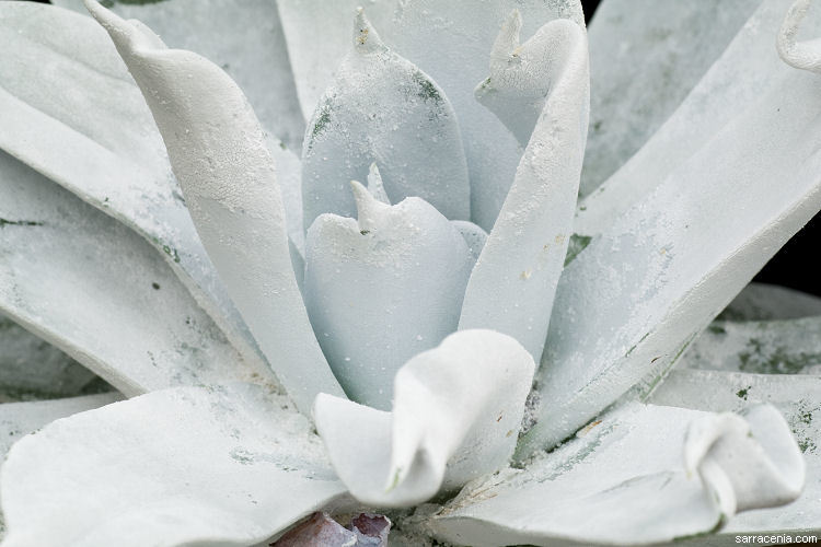 Image of Dudleya brittonii Johansen