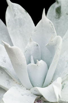 Image of Dudleya brittonii Johansen