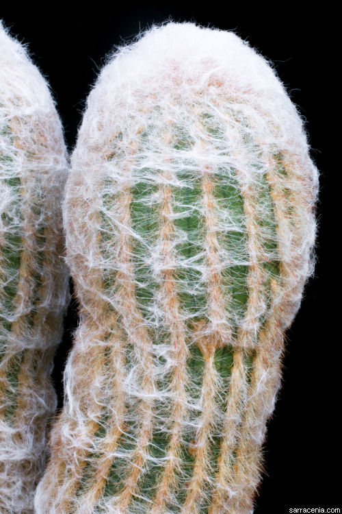 Image of Cotton Ball Cactus