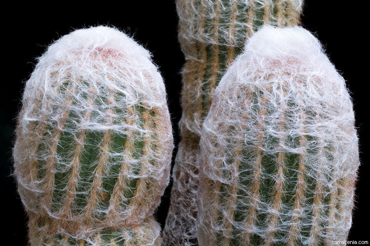 Image of Cotton Ball Cactus