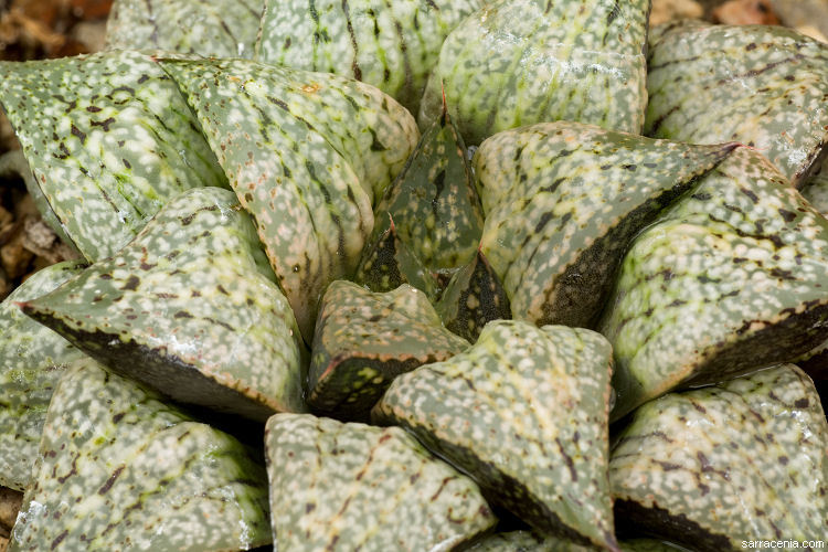Image of Picture Haworthia